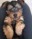 Yorkshire Terrier Puppies for sale in Afton, WY 83110, USA. price: NA