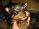 Yorkshire Terrier Puppies for sale in Grand Forks, ND, USA. price: NA