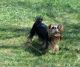 Yorkshire Terrier Puppies for sale in Belgrade, MT 59714, USA. price: NA