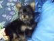 Yorkshire Terrier Puppies for sale in Berkeley, CA, USA. price: NA