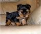 Yorkshire Terrier Puppies for sale in Madison, WI, USA. price: NA