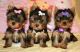 Yorkshire Terrier Puppies for sale in Baltimore, MD, USA. price: NA