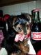 Yorkshire Terrier Puppies for sale in Fairfield, CA, USA. price: $300