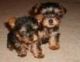 Yorkshire Terrier Puppies for sale in Royal, AR 71968, USA. price: NA