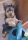 Yorkshire Terrier Puppies for sale in Washington, DC, USA. price: NA