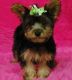 Yorkshire Terrier Puppies for sale in Escondido, CA, USA. price: NA