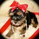 Yorkshire Terrier Puppies for sale in Beaumont, TX, USA. price: $1,200