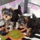 Yorkshire Terrier Puppies for sale in Lincoln, NE, USA. price: NA