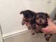 Yorkshire Terrier Puppies for sale in Mariehamn, Åland Islands. price: 300 EUR