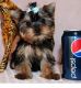 Yorkshire Terrier Puppies for sale in Friendship, WI 53934, USA. price: $500
