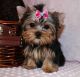 Yorkshire Terrier Puppies for sale in Topeka, KS, USA. price: NA