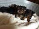 Yorkshire Terrier Puppies for sale in Greater London, UK. price: 200 GBP
