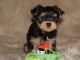 Yorkshire Terrier Puppies for sale in Lynn, MA, USA. price: $350