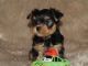 Yorkshire Terrier Puppies for sale in Lynn, MA, USA. price: $350