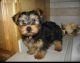 Yorkshire Terrier Puppies for sale in Alakanuk, AK, USA. price: NA
