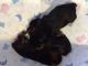 Yorkshire Terrier Puppies for sale in The Dalles, OR 97058, USA. price: $900