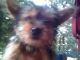 Yorkshire Terrier Puppies for sale in Tulsa, OK, USA. price: $300