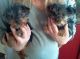 Yorkshire Terrier Puppies for sale in Altstätten, Switzerland. price: NA