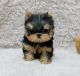Yorkshire Terrier Puppies for sale in Orange, CA, USA. price: NA