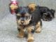 Yorkshire Terrier Puppies for sale in Bay St Louis, MS, USA. price: NA