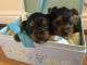 Yorkshire Terrier Puppies for sale in Austin, KY 42123, USA. price: NA
