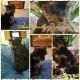 Yorkshire Terrier Puppies for sale in Yucaipa, CA, USA. price: NA
