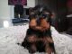 Yorkshire Terrier Puppies for sale in Lancaster, CA, USA. price: NA