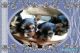 Yorkshire Terrier Puppies for sale in Manchester, UK. price: NA