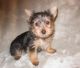 Yorkshire Terrier Puppies for sale in St. Louis, MO, USA. price: NA