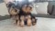 Yorkshire Terrier Puppies for sale in Stockton, CA, USA. price: $800