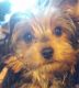 Yorkshire Terrier Puppies for sale in Syracuse, NY, USA. price: NA