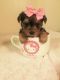 Yorkshire Terrier Puppies for sale in Manassas, VA, USA. price: NA