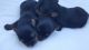 Yorkshire Terrier Puppies for sale in Fontana, CA, USA. price: $700