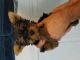 Yorkshire Terrier Puppies for sale in Barnegat Township, NJ, USA. price: NA