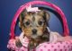 Yorkshire Terrier Puppies for sale in Fairfield, CA, USA. price: $500