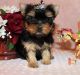 Yorkshire Terrier Puppies for sale in Bastrop, LA 71220, USA. price: NA