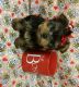 Yorkshire Terrier Puppies for sale in Norwalk, CA, USA. price: NA