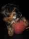 Yorkshire Terrier Puppies for sale in Dennysville, ME, USA. price: NA