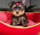 Yorkshire Terrier Puppies for sale in Kansas City, MO, USA. price: NA