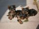 Yorkshire Terrier Puppies for sale in Lincoln, NE, USA. price: $450
