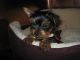 Yorkshire Terrier Puppies for sale in Auburndale, FL, USA. price: NA