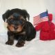 Yorkshire Terrier Puppies for sale in Huntsville, AL, USA. price: $2
