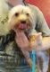 Yorkshire Terrier Puppies for sale in Pana, IL 62557, USA. price: $400