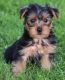 Yorkshire Terrier Puppies for sale in Lingle, WY 82223, USA. price: NA