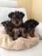 Yorkshire Terrier Puppies for sale in Fayetteville, NC, USA. price: NA