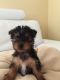 Yorkshire Terrier Puppies for sale in Rochester, NY, USA. price: $300
