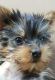Yorkshire Terrier Puppies for sale in Roswell, GA, USA. price: NA