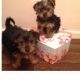 Yorkshire Terrier Puppies for sale in Manteca, CA, USA. price: $200