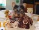 Yorkshire Terrier Puppies for sale in Concord, CA, USA. price: $150