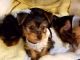 Yorkshire Terrier Puppies for sale in Snellville, GA, USA. price: NA